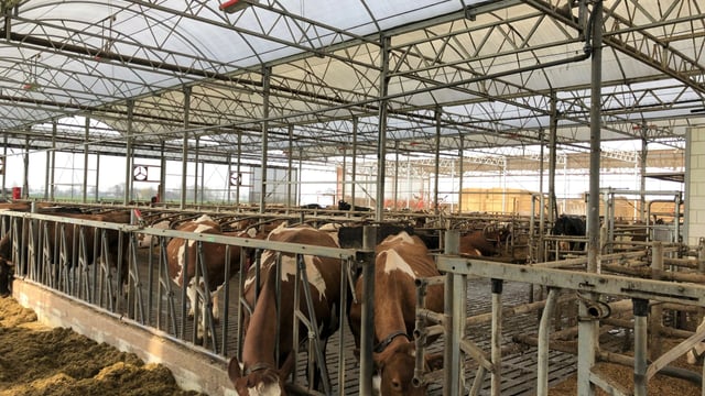 Dairy focus: Keeping labour to a minimum and automation to a maximum