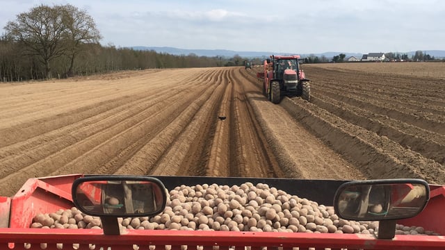 National Potato Day: Consumers urged to support potato growers
