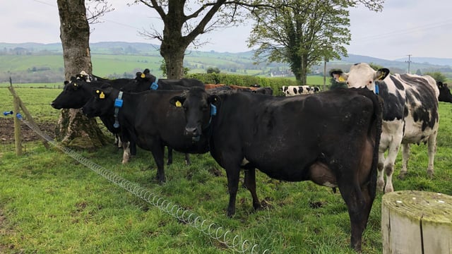 Dairy focus: Monocultures and above-average grass growth in Co. Tyrone