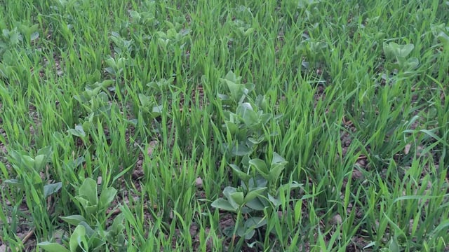 €9.5m in Protein Aid Scheme payments begin to issue to 1,500 farmers