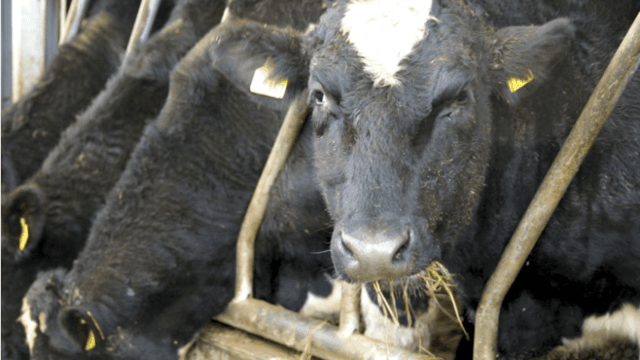 The Glanbia/Kepak Twenty20 Beef Club: Here's everything you need to know...