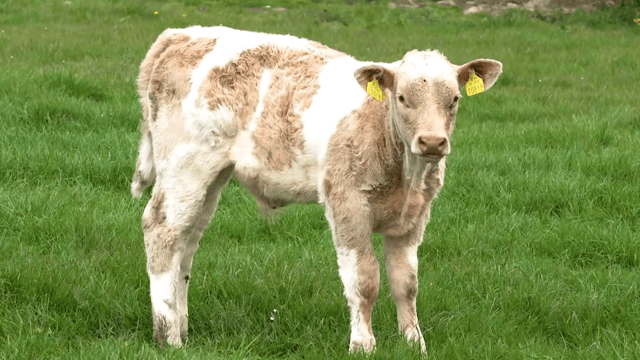Suckler and dairy calf births: What are the numbers?