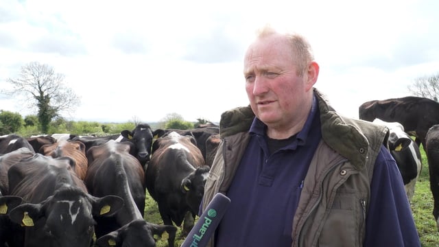 Breeding 2019: Choosing bulls from the Dairy Beef Index in Co. Offaly
