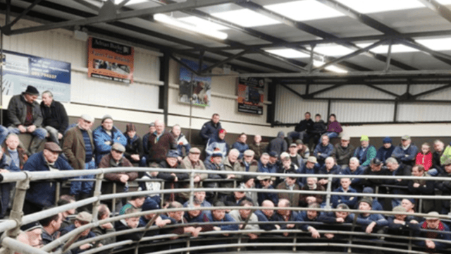 Ballinrobe Mart: Weanling bulls sell to a top price of €2.97/kg