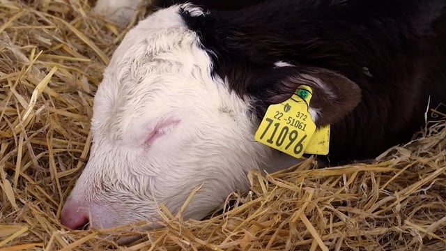 The importance of vaccination