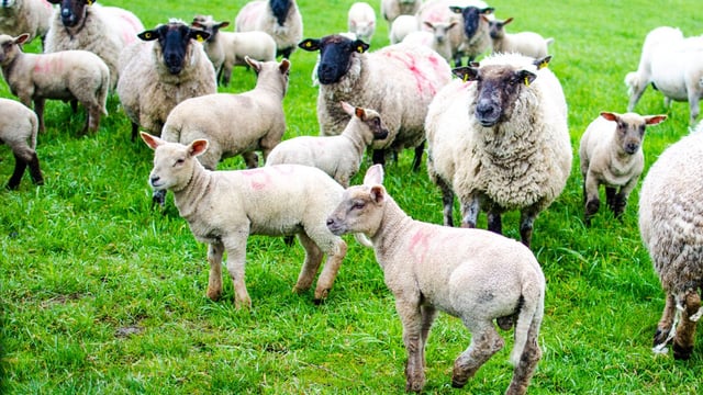 'Sheep farmers generating better returns than suckler farms at present'