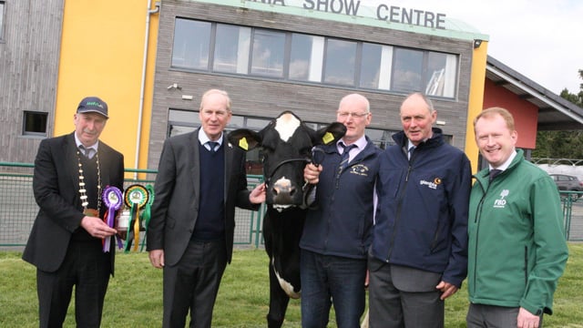 Almost 100 cattle entered in the first dairy cattle show of the year