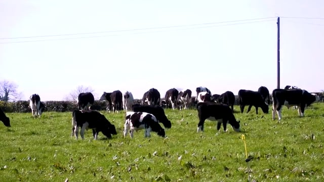 Teagasc Green Acres farm profit improves in 2020