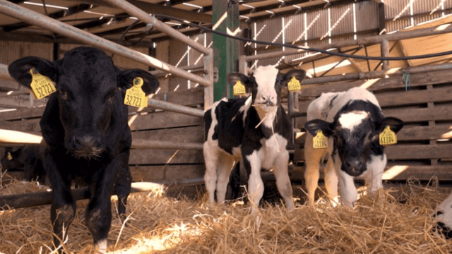 The importance of calf health and vaccination discussed in Co. Kildare