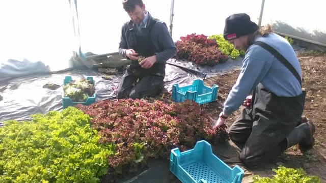 Growing an organic vegetable enterprise on 5ac