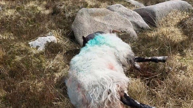 Call for 'urgent intervention' after several dog attacks on livestock