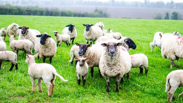 IFA presents election proposals on sheep to Creed