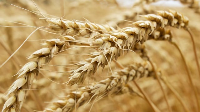 Wheat and maize markets in a state of flux