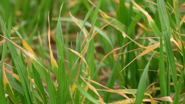 CROPS WATCH: Yellow rust a concern on winter wheat
