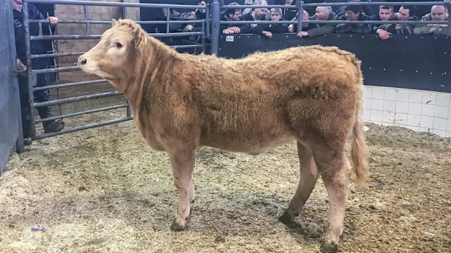 Mart trade: Grass men and feeders out in force
