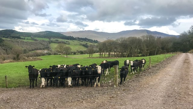 Increasing carcass weight, conformation and achieving a faster finish in Co. Waterford
