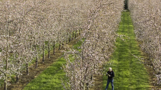 From farming in Saudi Arabia to cider making in South Tipp