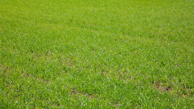 Keeping disease at bay in spring barley crops