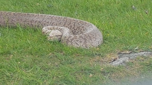 Farmer discovers 5ft Burmese python on lands in Wicklow