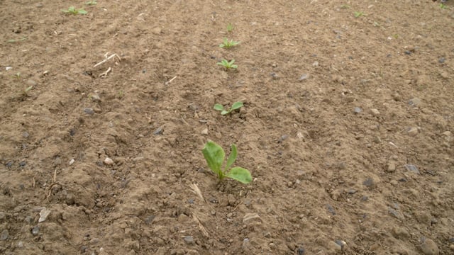 CROPS WATCH: Beet struggling to take off...weed control essential