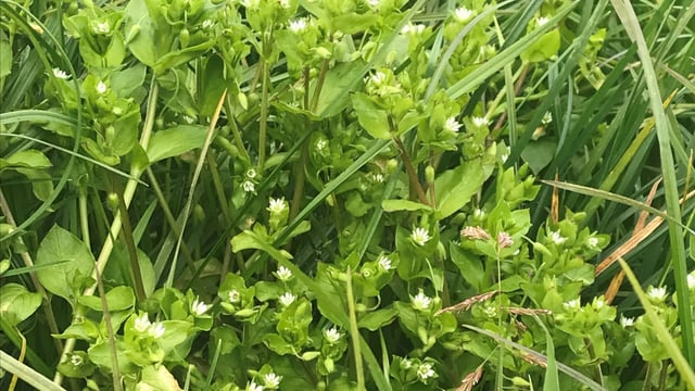 Herbicide management in spring wheat and barley crops