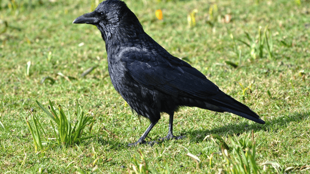 Can farmers get a 'derogation' on wild bird control?