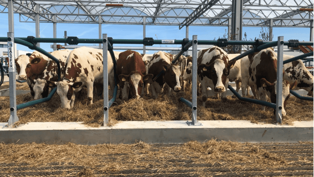 Cows arrive aboard 'world’s first' floating farm in Dutch city
