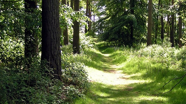Doyle opens Forestry KT Group Scheme 2019