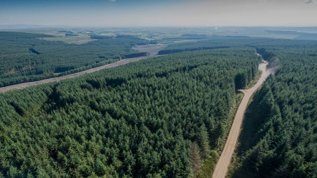 Forestry premiums worth €24m paid to more than 7,000 owners