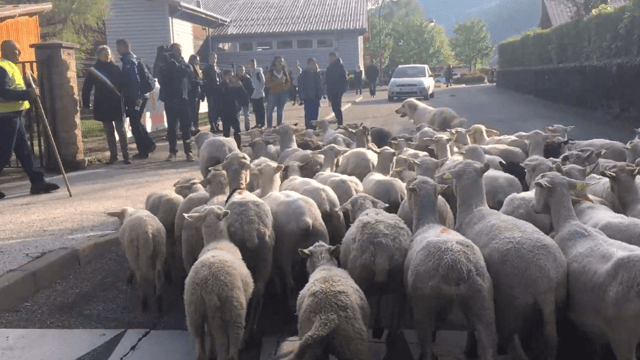 French school enrolls sheep in final effort to 'boost numbers'
