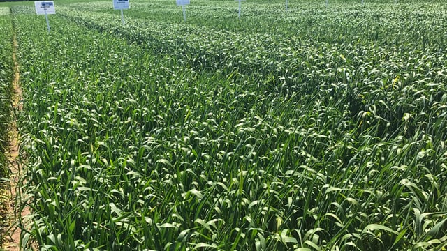 Dairygold tillage evening set for this Thursday