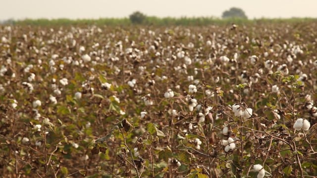Crop pest control via your smartphone