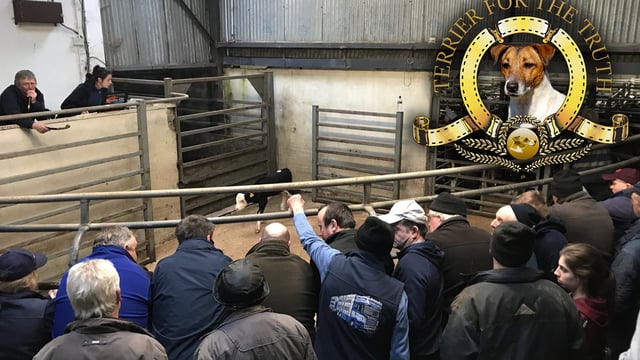 Jack Russell: My local mart looks more like an active retirement club