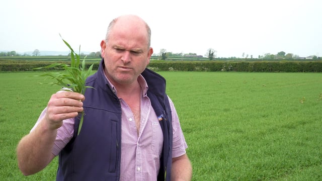CROPS WATCH: Disease present in spring barley...T1 due