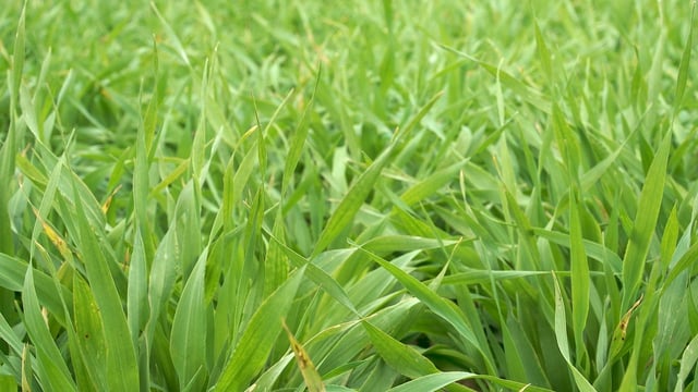 Farmers urged to check cereal crops for presence of grain aphids