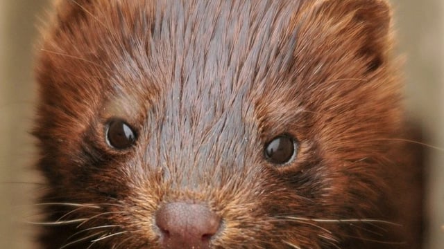 Wild mink should be included in nationwide cull - Fitzmaurice