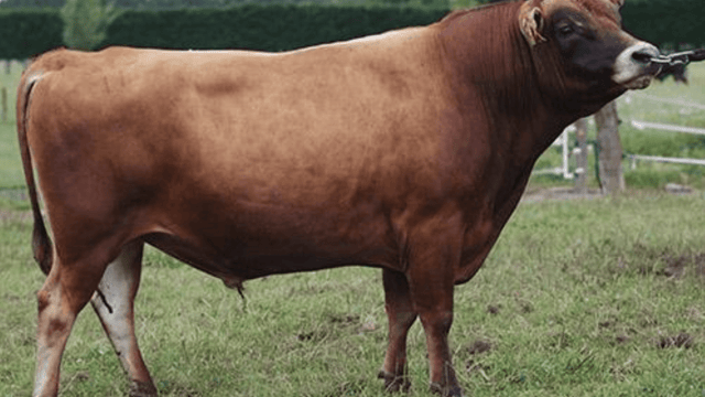 'One-of-a-kind' Jersey bull enters New Zealand Hall of Fame