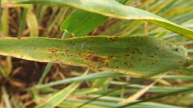 Looking and planning ahead for ramularia control without chlorothalonil