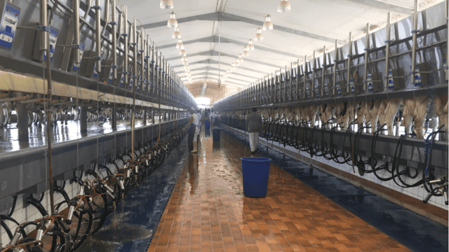 Job position now available on Saudi Arabian dairy farm