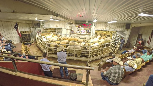 Beef focus: How a US mart selling up to 110,000 head annually operates