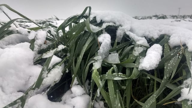Status Yellow snow/ice warning in place for one county with wintry weather ahead