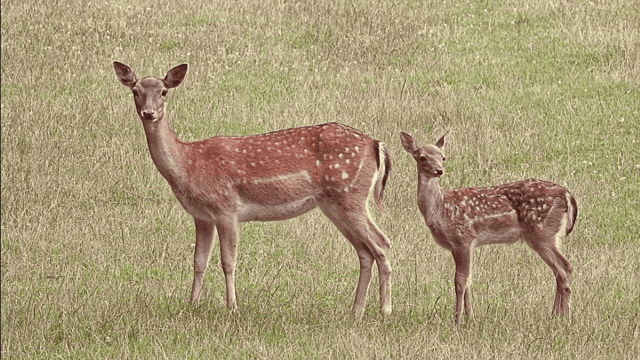 Calls for 'immediate' wild deer cull in the south