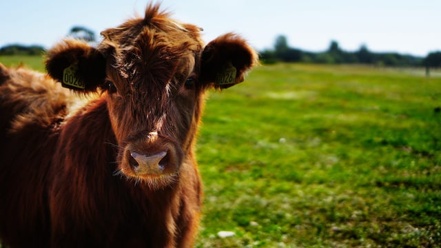 Lower emissions from cattle manure than previously thought - new research