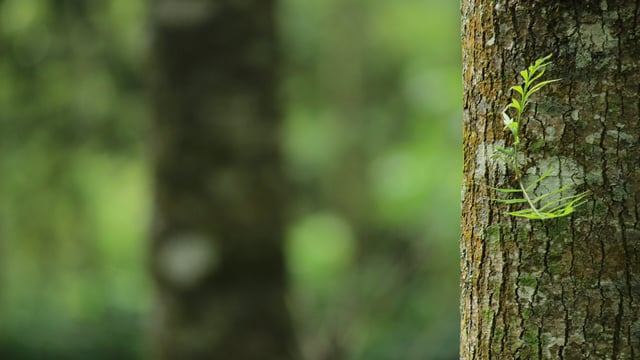 'Farmers need to change their mindset on planting trees'
