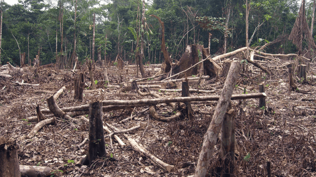 EU agriculture ministers call for curbing global deforestation
