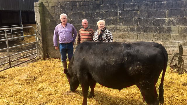 Beef focus: Irish-bred Wagyu stock bulls head for southwest Wales