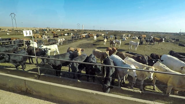 Beef focus: Inside the gates of a 50,000 head feedlot in Texas