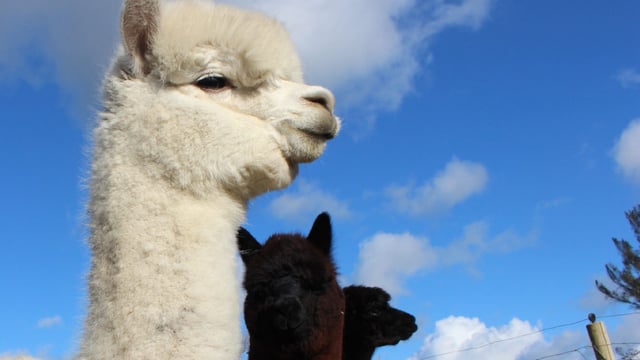 'Alpacas are docile but need assertive handling'