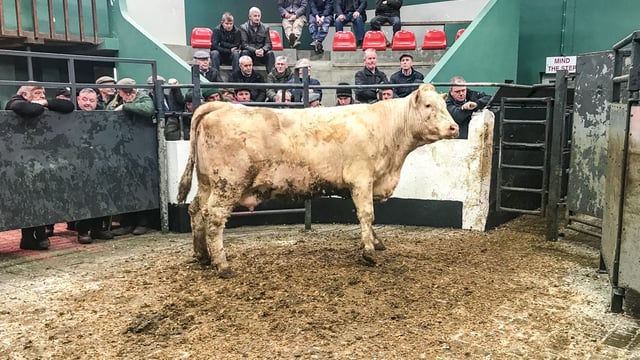 Mart trade: Cow price improvement in some marts