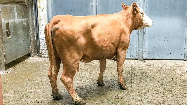 Mart trade: The demand for short-keep cows increases